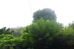 Castanea sativa